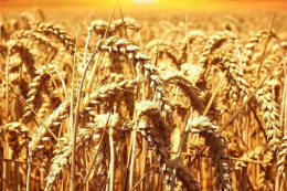 Похолодання під час активної вегетації найбільше вплинули на розвиток культур на Миколаївщині