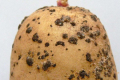 Екстракти листя картоплі стримували розвиток ризоктонії