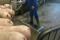 Шок у свиней від брутальних маніпуляцій може знизити їхню продуктивність
