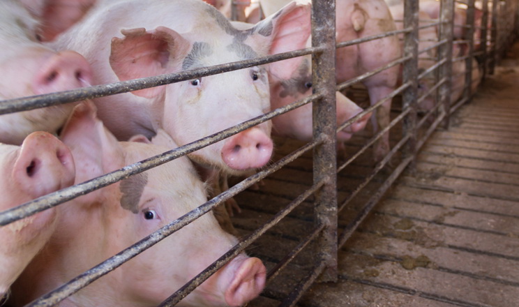 «Барком» впроваджує технологію вирощування свиней без антибіотиків