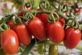 Селекціонери починають роботу над сортами томатів, стійких до вірусу ToBRFV
