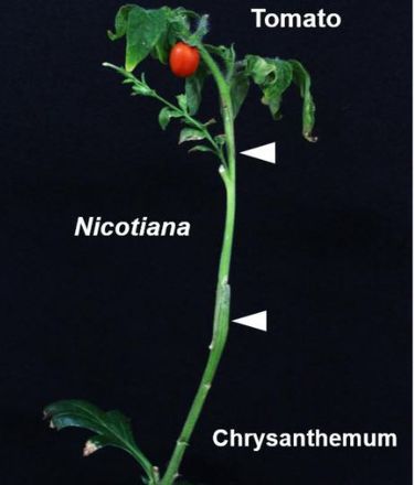 Японські вчені на хризантему прищепили тютюн, а потім – томат