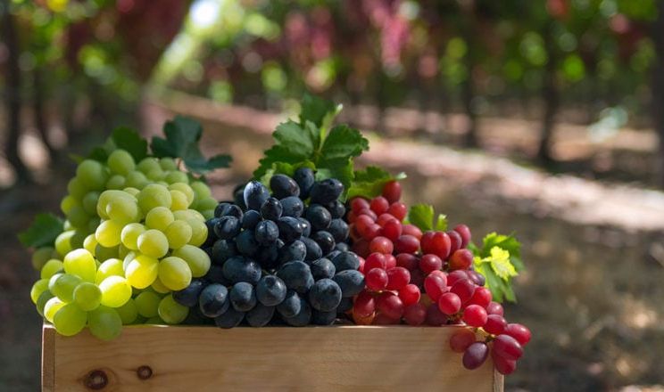 На Херсонщині цьогоріч подорожчали навіть технічні сорти винограду