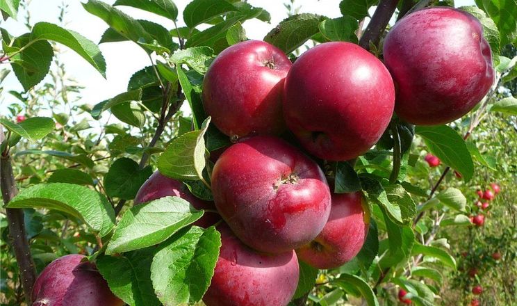 Вчені працюють над яблунями з генетичною стійкістю до бактеріального опіку