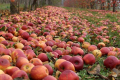 Яблука на сік на Закарпатті приймають по 50 коп/кг