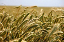 Найбільш прибутковим для АФ «Корнацьких» на Миколаївщині виявилося жито