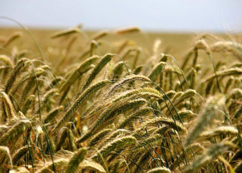 Площі під озимим житом майже на 24% перевищують минулорічні