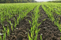 Посіви на ґрунтах з 2 % гумусу — стійкі до тривалої відсутності опадів