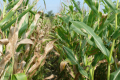 Збудник гельмінтоспоріозу створює постійну загрозу посівам кукурудзи завдяки своїй живучості