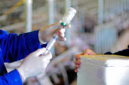 Експерт назвав слабкі місця закону про ветмедицину та благополуччя тварин