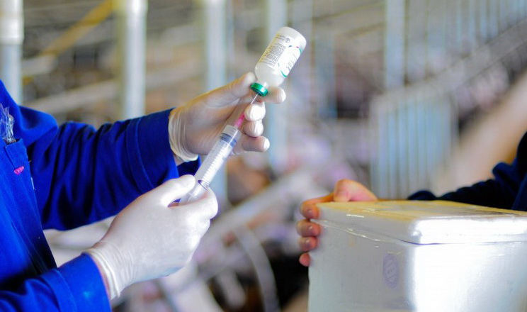 Вакцинація забезпечує перехресний захист від цирковірусу свиней