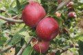 У ПАР виростили нову червону мутацію яблунь Fuji Royal