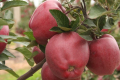 Сорт яблук Глостер у Польщі стає непопулярним