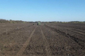 Агрохолдинг HarvEast посадив у Донецькій області 11,5 га горіхового саду