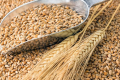 Закупівельні ціни на пшеницю на елеваторах оновили сезонний й історичний максимуми