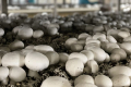За 4 роки виробництво грибів збільшилося на 20%