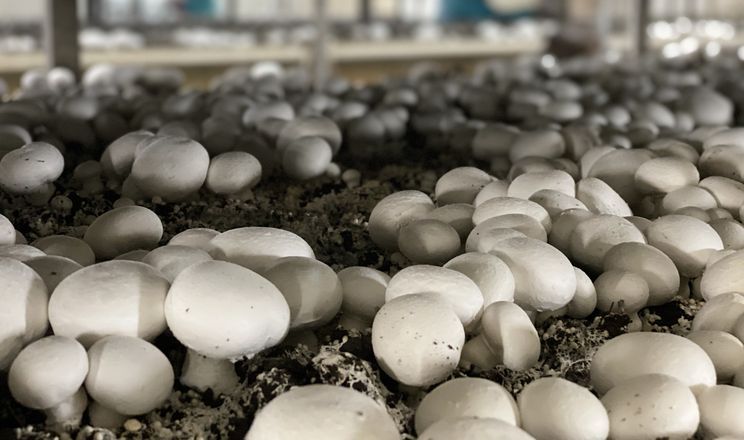 За 4 роки виробництво грибів збільшилося на 20%