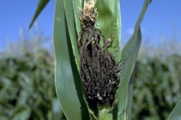 Як запобігти масовому поширенню летючої сажки кукурудзи