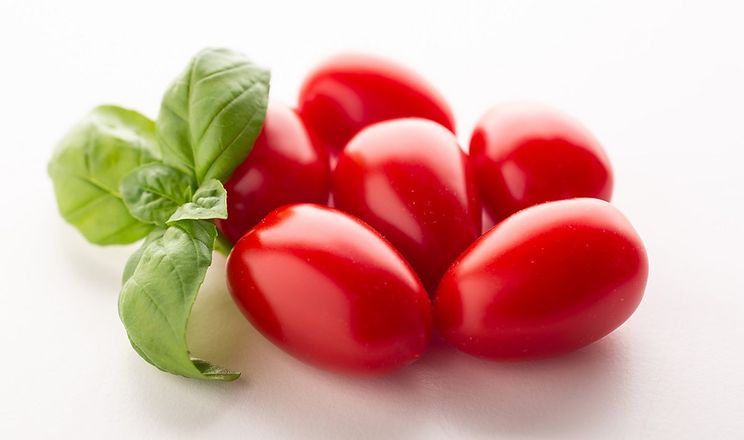 Представили продуктивний томат чері сливка Mistela F1
