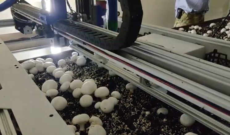 Українці проектують роботів-грибозбирачів для США