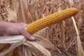 На Полтавщині фермери зберуть з гектара по 10 тон кукурудзи австрійської селекції