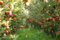 Буковинський садівник спрогнозував урожай яблук