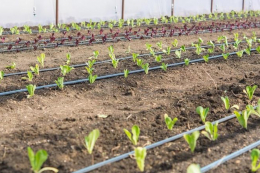 Весняний і осінній обороти потребують різних схем поливу в теплиці