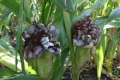 Пухирчаста сажка завдає найбільшої шкоди посівам кукурудзи у степовій зоні