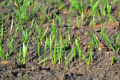 Як сила росту насіння озимої пшениці залежить від попередників
