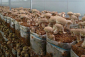 Виробництво екзотичних грибів в Україні подвоїться