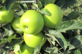 В Італії презентували нові сорти яблук