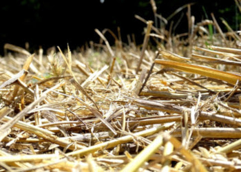 Співвідношення між зерном і соломою пшениці