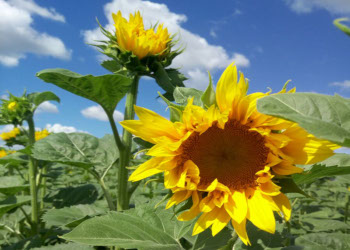 Agromino змінює технологію вирощування соняшнику
