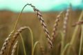 Собівартість вирощування спельти нижча проти пшениці, але є складнощі зі збутом