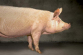 Середня ціна закупівлі живця свиней –  уже понад 50 грн/кг