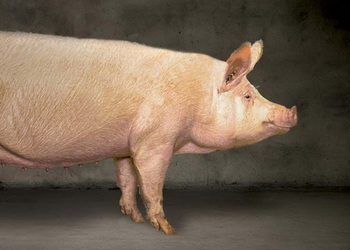 Свинина живою вагою подешевшала до 61,7 грн/кг