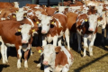 На Сумщині підтримають розвиток молочного скотарства
