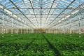 В Абу-Дабі побудують найбільшу в світі фруктово-овочеву ферму