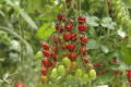 Видовжені томати чері цікаві смаком, врожайністю та невибагливістю