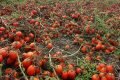 Фермер заорав урожай томатів, бо не знайшов робітників на збирання