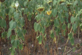 На Запоріжжі соняшниковий вовчок уразив до 10% рослин