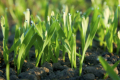 Дев'ять рекомендацій щодо накопичення та використання вологи у ґрунті