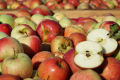 <strong>Дрібні виробники яблук неконкурентні при продажі гуртом, – фермерка</strong>