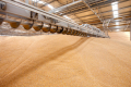 Закупівельні ціни на пшеницю на елеваторах продовжують стрімко рости