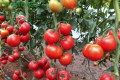 У Кам’янці-Дніпровській презентували яскравий томат з носиком