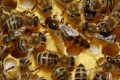 Прикарпатське господарство претендує на статус племінної пасіки з розведення бджіл карпатської породи