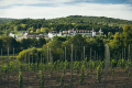 Château Edem почав вирощувати виноград для ігристих вин