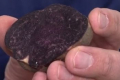 Вітчизняні селекціонери вивели фіолетову картоплю Чорний либідь