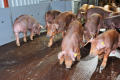 «Генесус Україна» поставить цього року KSG Agro 3,5 тис. голів свиней