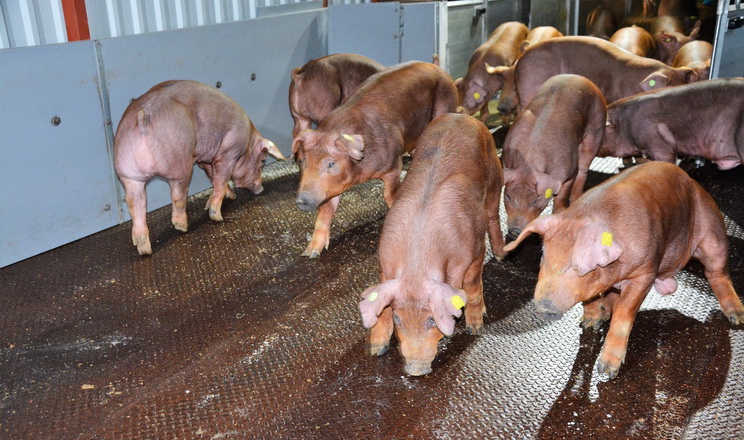 Свинокомплекси «Ниви Переяславщини» поповнилися 182 породистими кнурцями з Данії
